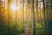 Welcome. SStones and Trees